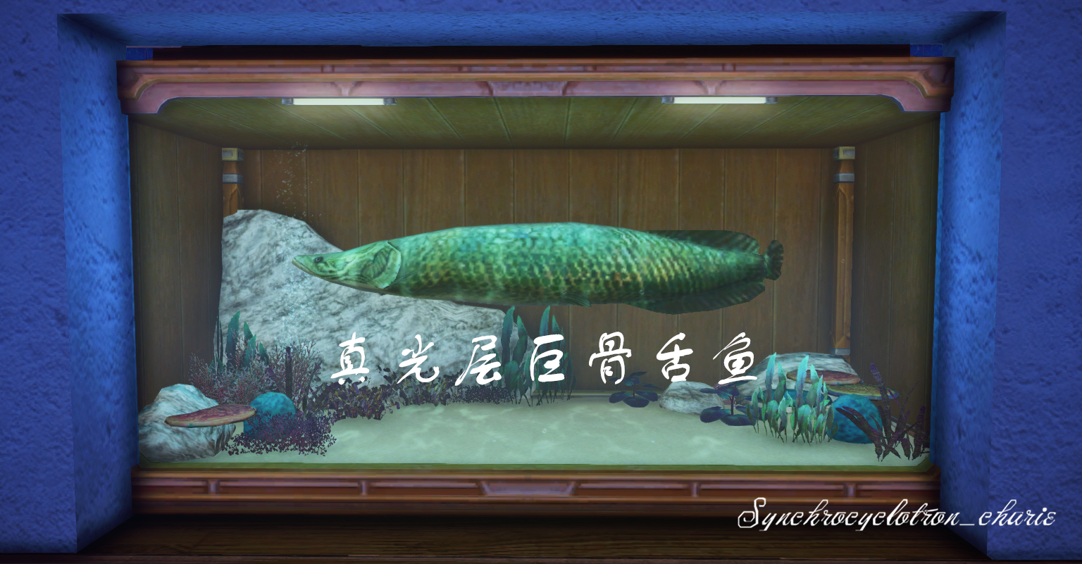 真光层巨骨舌鱼