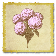 物品 紫色绣球花 最终幻想xiv中文维基 灰机wiki 物品 紫色绣球花 最终幻想xiv中文维基 灰机wiki