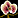 IconSmall Orchid.gif