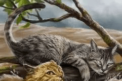 松鸦羽/图集 - 猫武士维基 - 灰机wiki