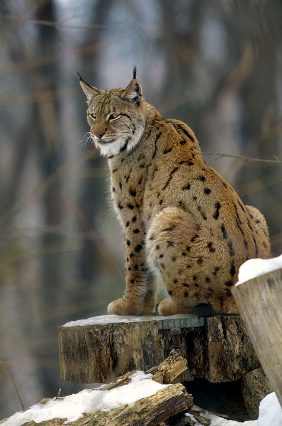 猞猁 - 猫武士维基 - 灰机wiki - 北京嘉闻杰诺网络科技有限公司
