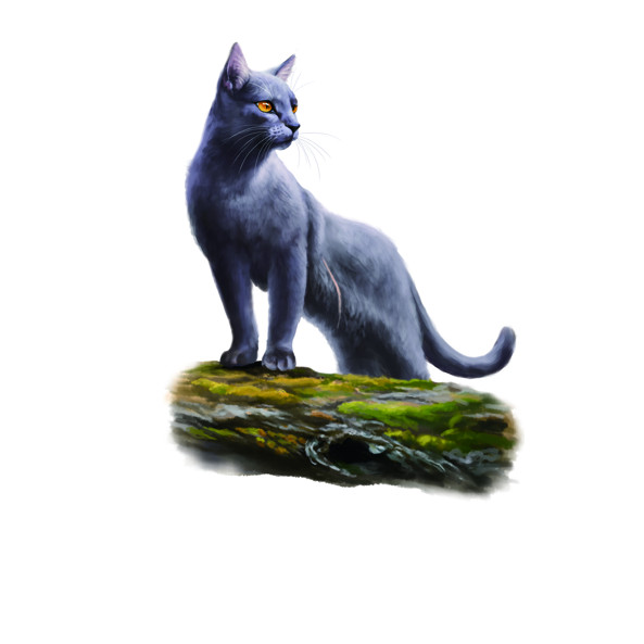深灰- 猫武士维基- 灰机wiki - 北京嘉闻杰诺网络科技有限公司